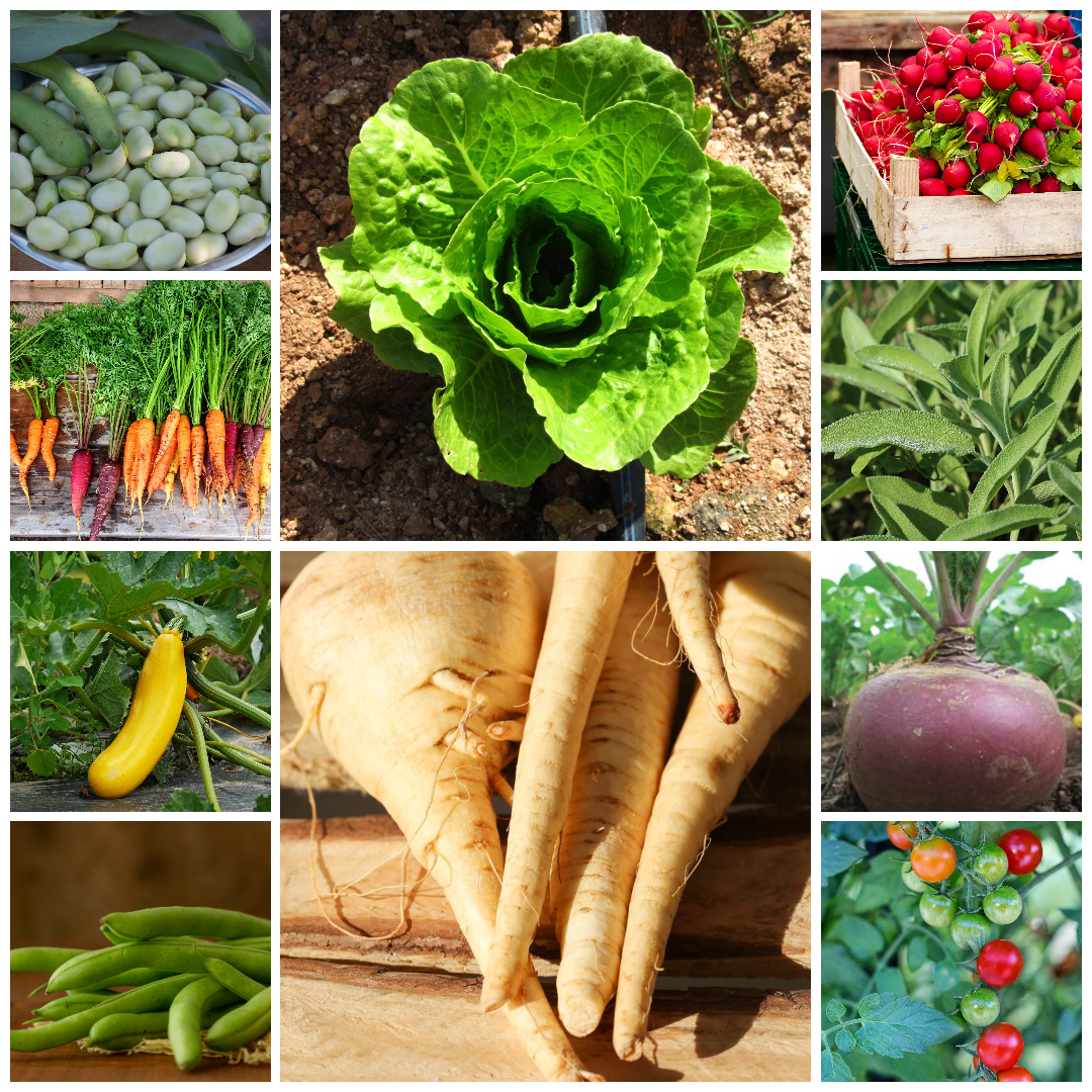 Everyday Vegetable Seeds Budget-Friendly Garden Set - Selection 5 - 10 Packs