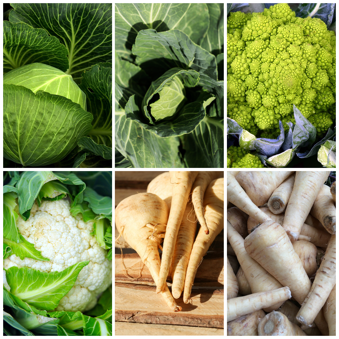 Cabbage, Parsnip & Cauliflower Vegetable Seeds -Nutritious Garden Combo
