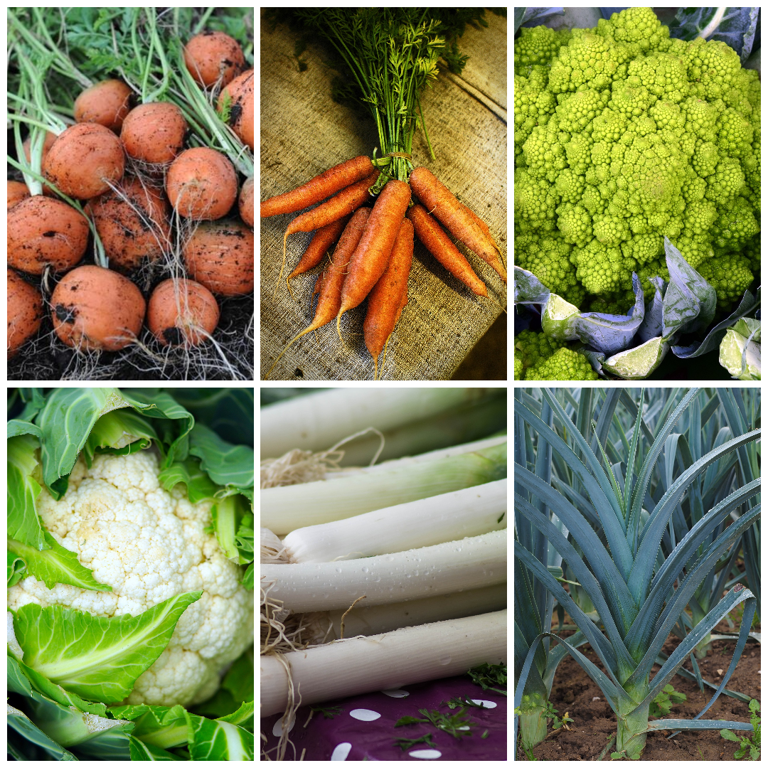 Cauliflower, Leek & Carrot Vegetable Seeds - Versatile Veg Selection