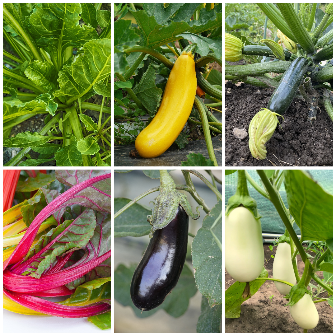 Courgette, Aubergine & Chard Vegetable Seeds - Colourful Summer Veg Mix