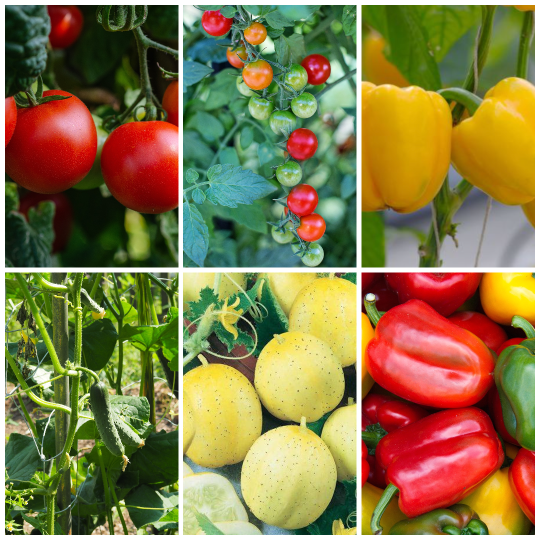 Cucumber, Pepper & Tomato Vegetable Seeds - Perfect for Fresh Salads