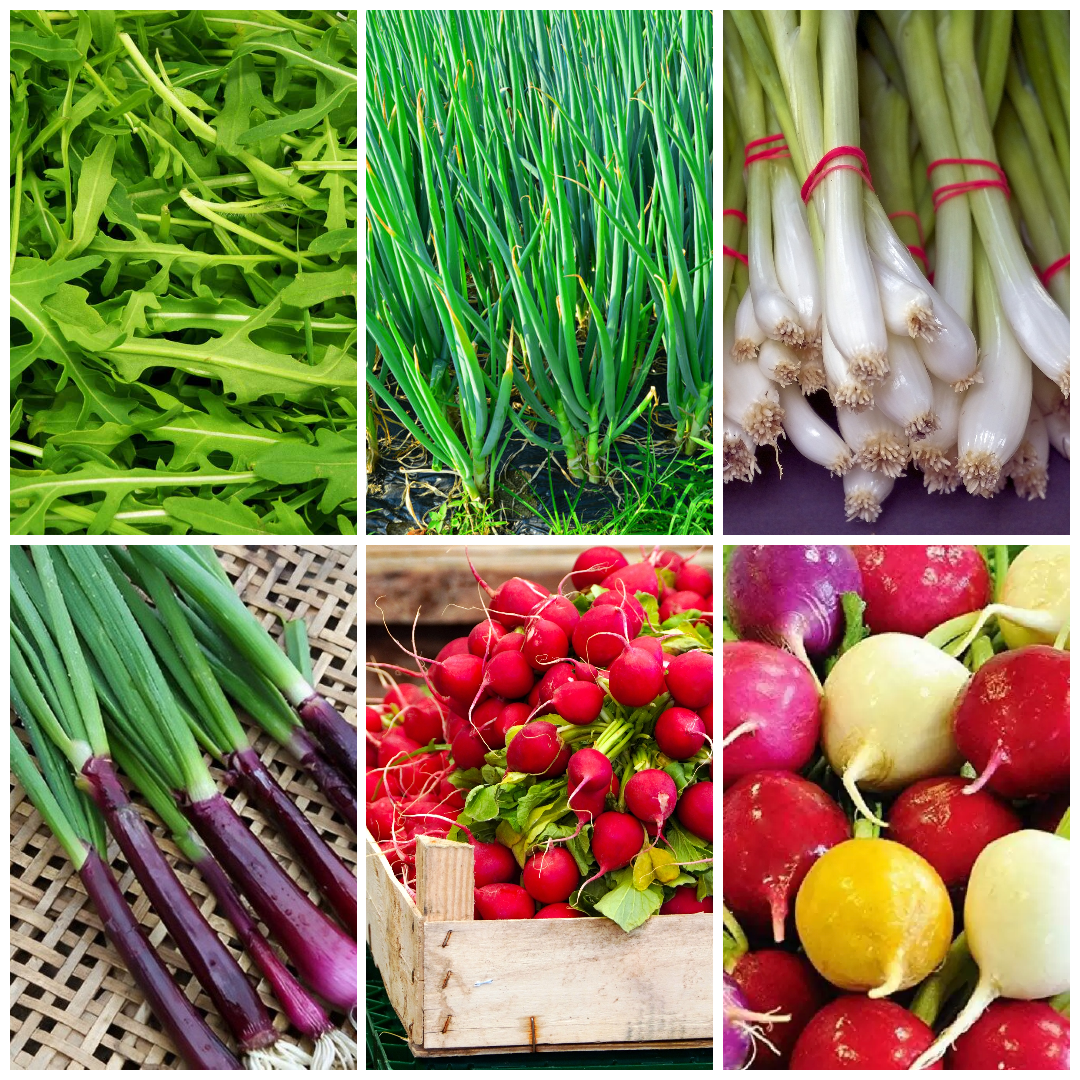 Spring Onion, Rocket & Radish Vegetable Seeds - Quick & Easy Salad Mix
