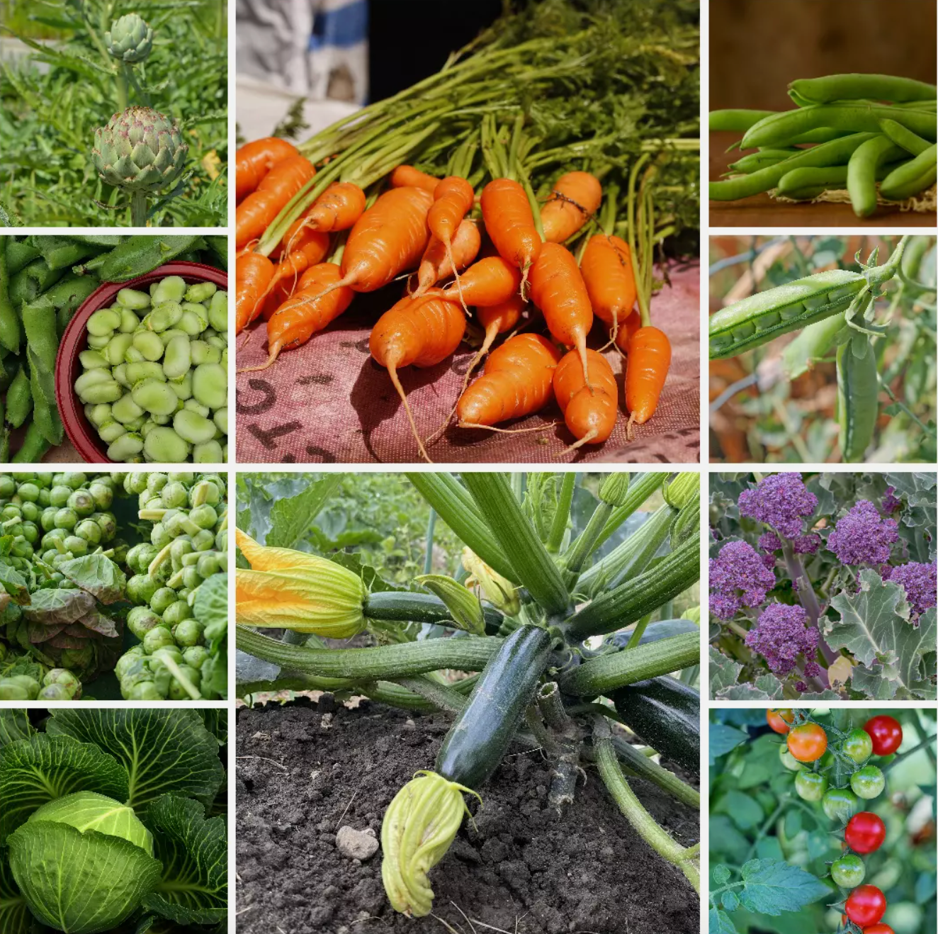Heirloom Favourites Vegetable Seeds - Classic & Heritage Varieties - 10 Packs