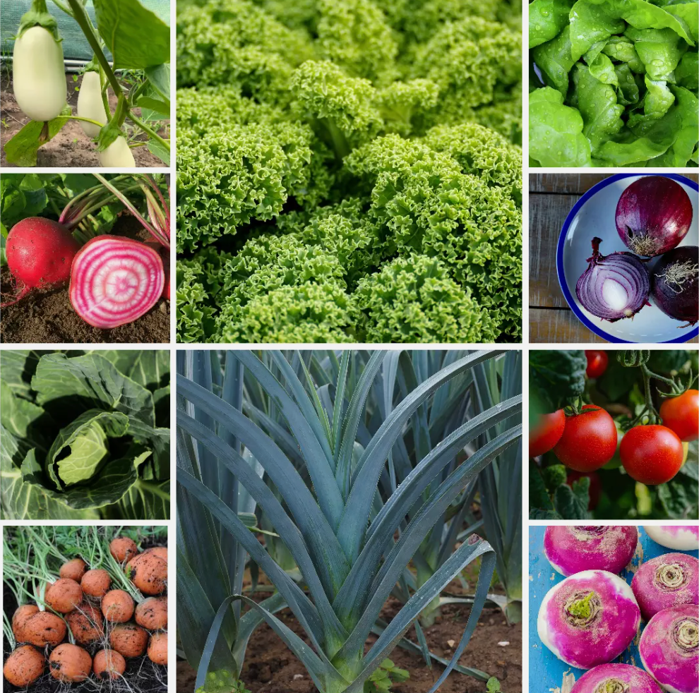 Heirloom Vegetable Seeds - Essential Collection - 10 Packs - Set 2