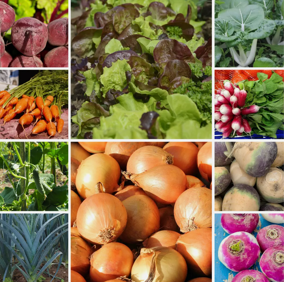 High Yield Garden Vegetable Seeds Cheap & Productive Set - 10 Packs