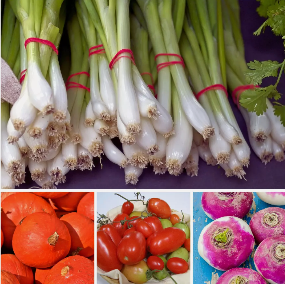 Large Vegetable Seed Collection 25 Packets Perfect for Home Garden - Set 4