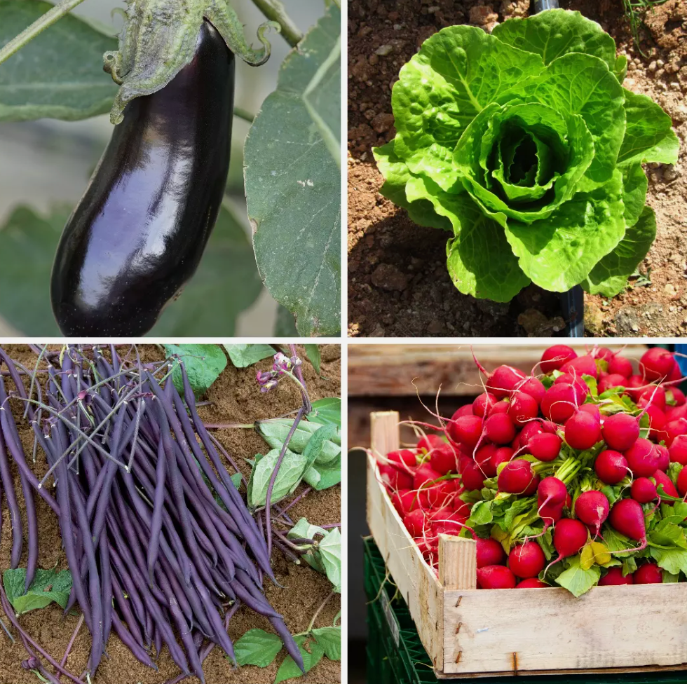 Patio Vegetable Seeds - Ideal for Containers & Raised Beds – 4 Pack - Set 2
