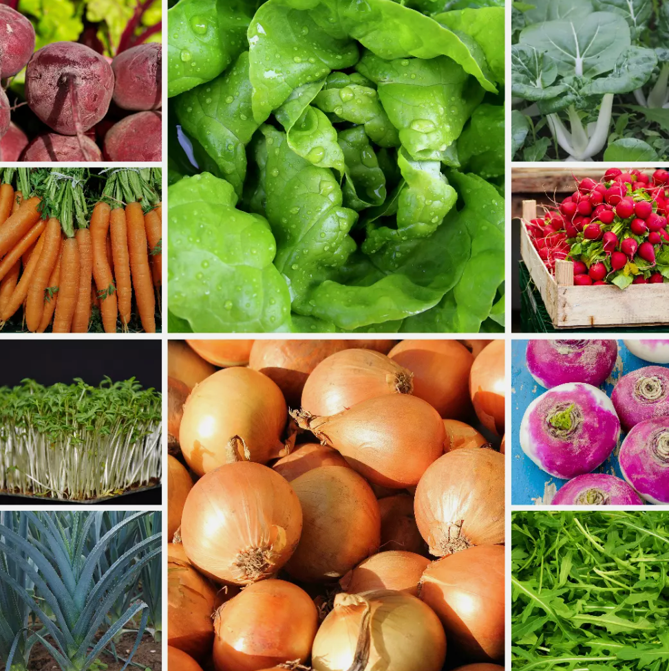Quick Growing Veg Vegetable Seeds Cheap & Fast Growing Set - 10 Packs
