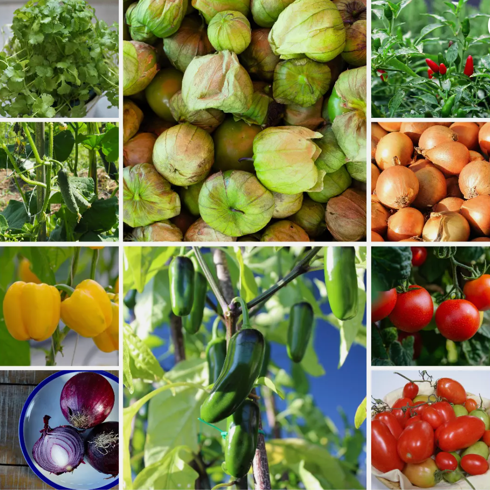 Salsa Garden Vegetable Seeds - Fresh Ingredients for Homemade Salsa - 10 Packs