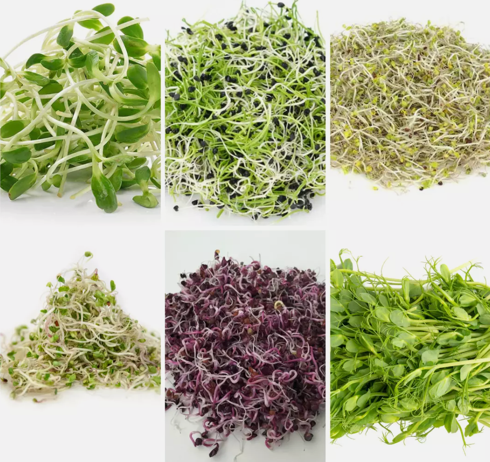 Sprouting Seeds Collection - Fresh Sprouts for Nutrient-Rich Meals - 6 Packs
