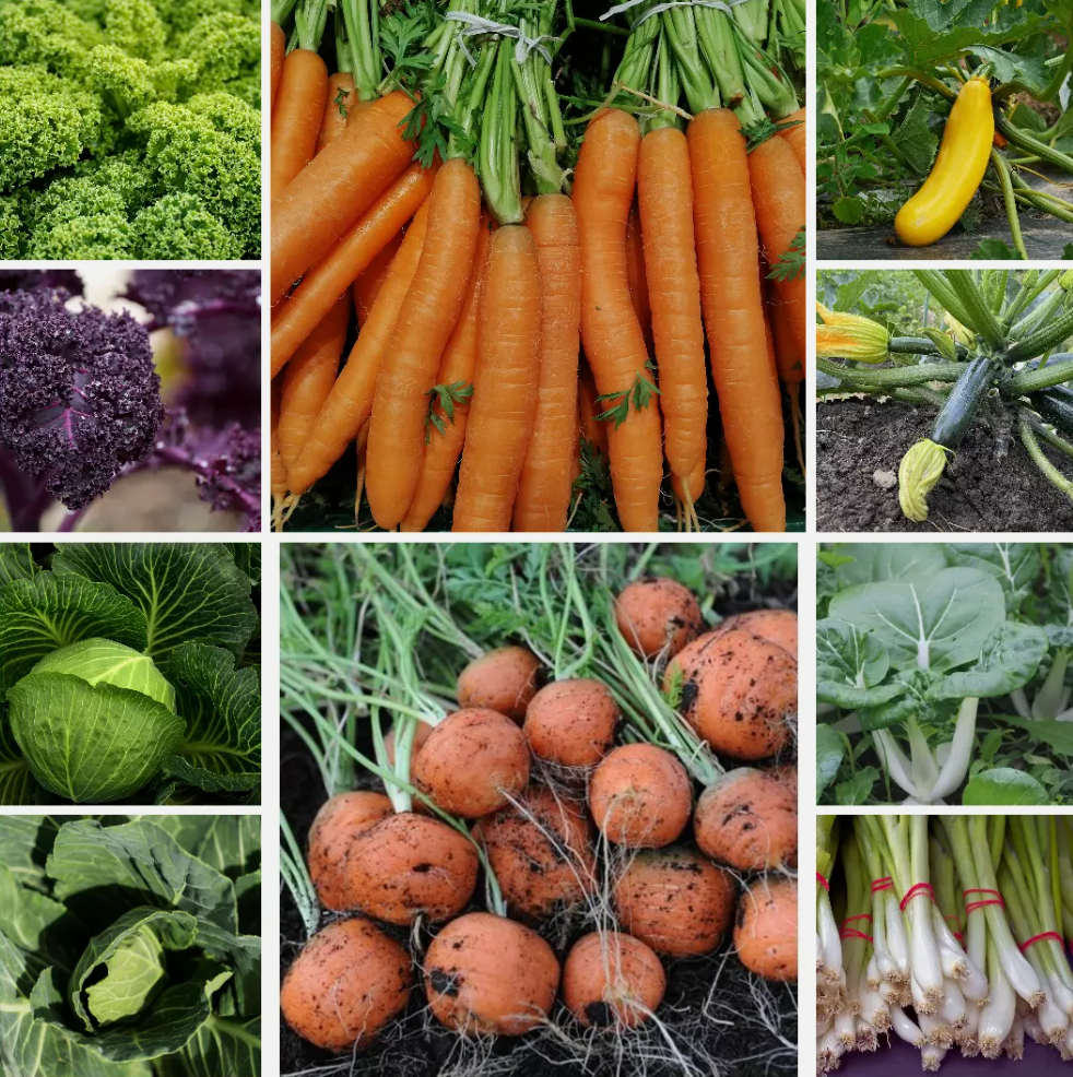Stir-Fry Selection Vegetable Seeds - Quick & Easy Cooking Veg Collection-10 Pack
