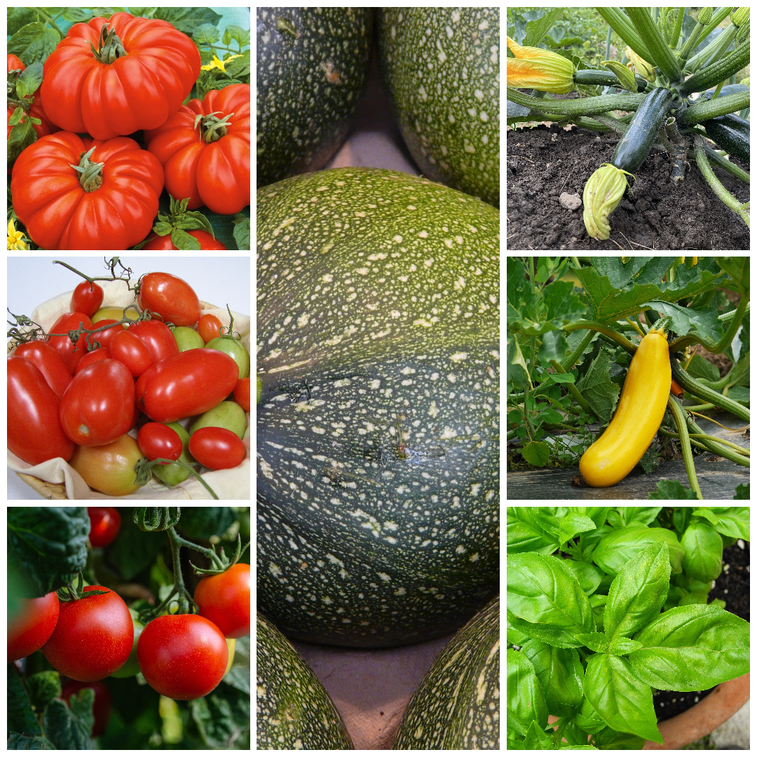 Tomato, Courgette & Basil Vegetable Seeds -Grow Your Mediterranean Garden