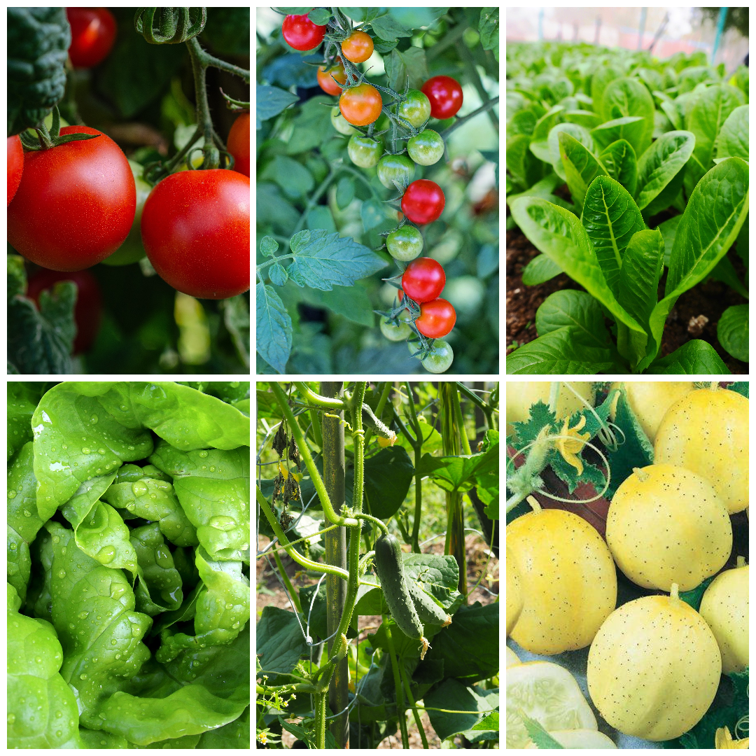 Tomato, Lettuce & Cucumber Vegetable Seeds - Fresh Salad Veg Collection