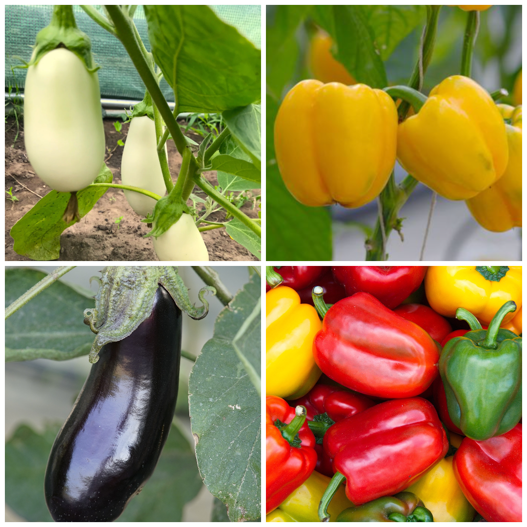 Aubergine and Pepper Vegetable Seeds – Mediterranean Flavours at Home