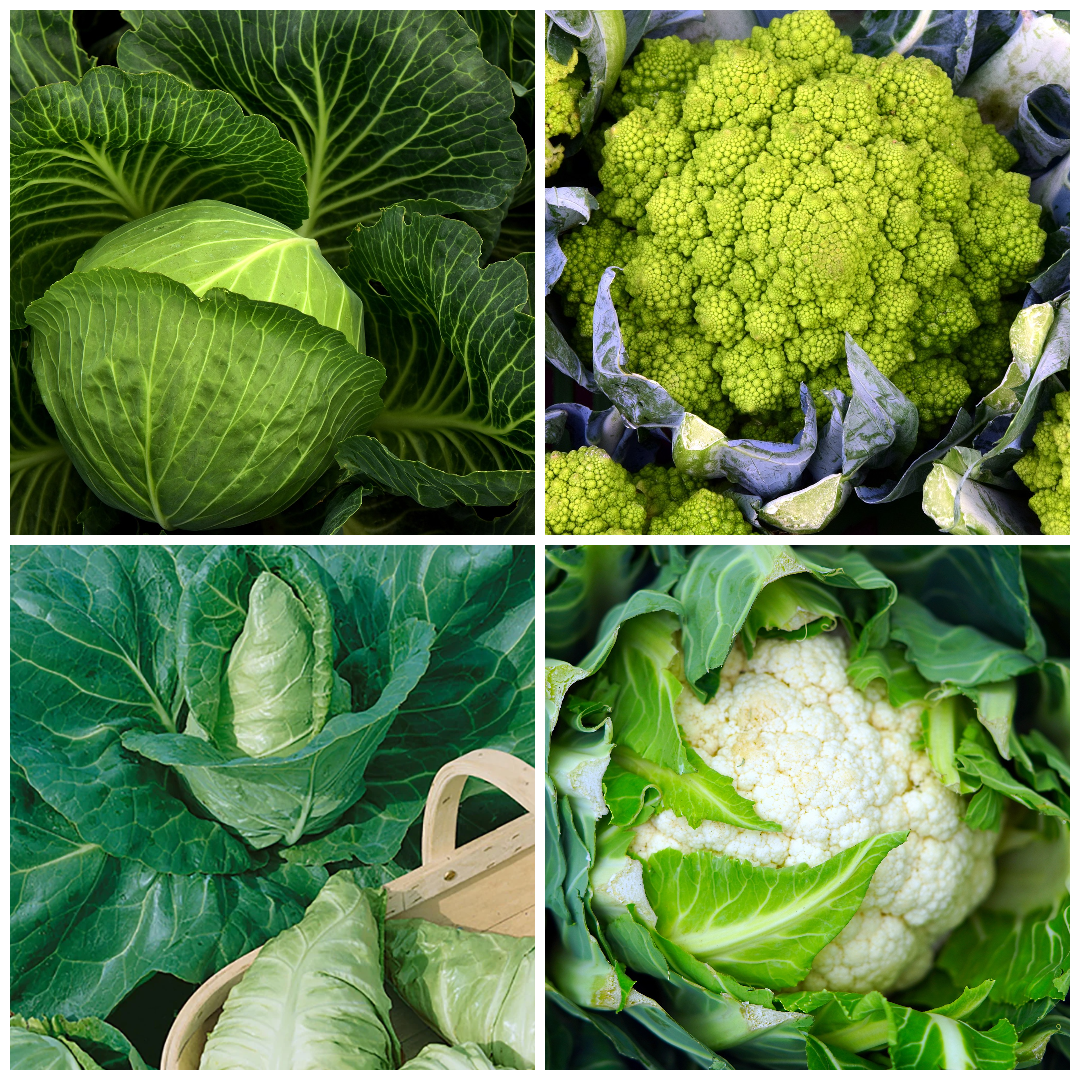 Cauliflower and Cabbage Vegetable Seeds – Grow for Soups & Stews