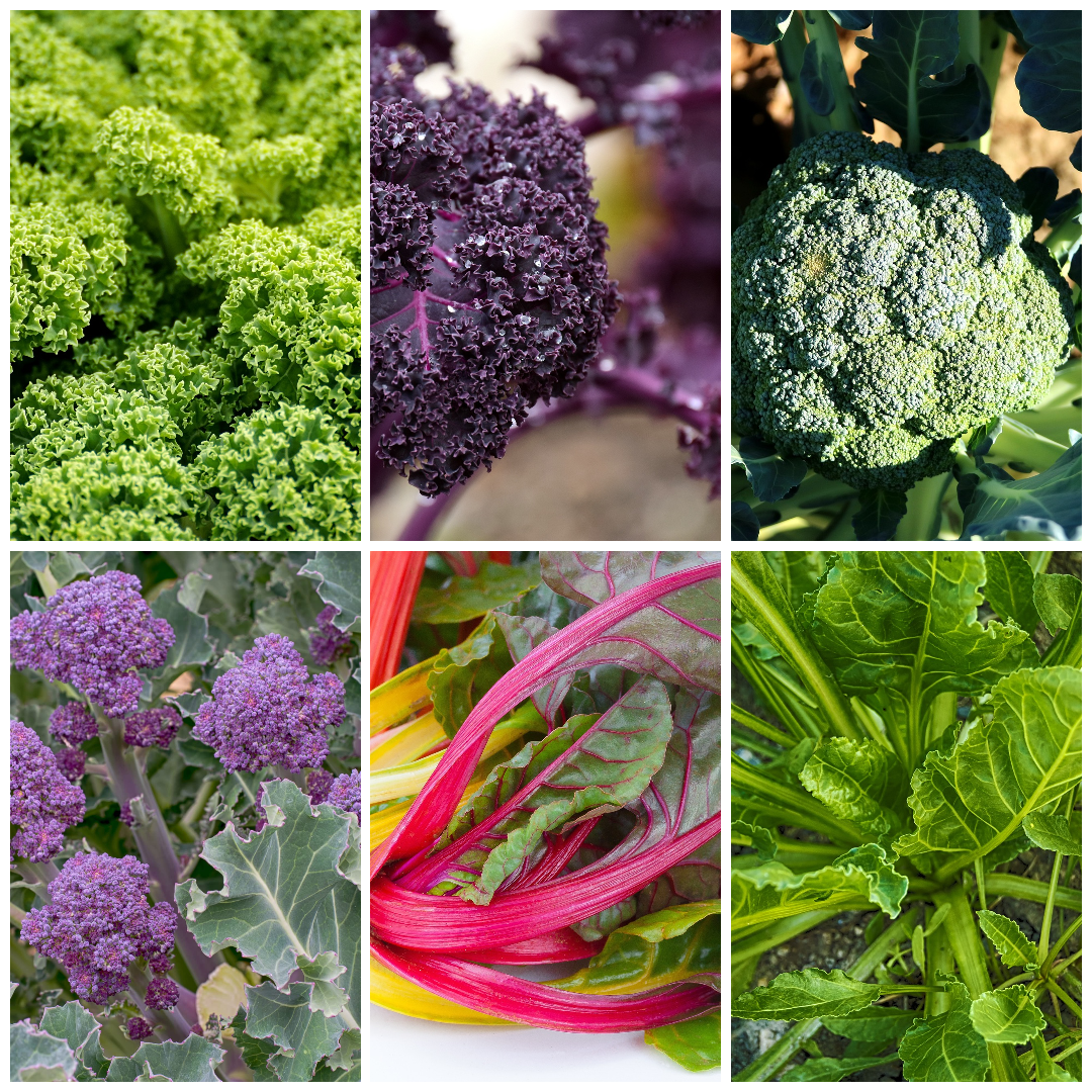 Kale, Broccoli & Chard Vegetable Seeds - Leafy Greens Selection