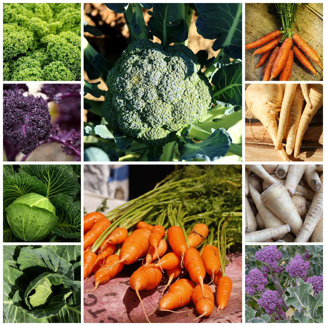 Broccoli, Kale, Cabbage, Carrot & Parsnip Vegetable Seeds