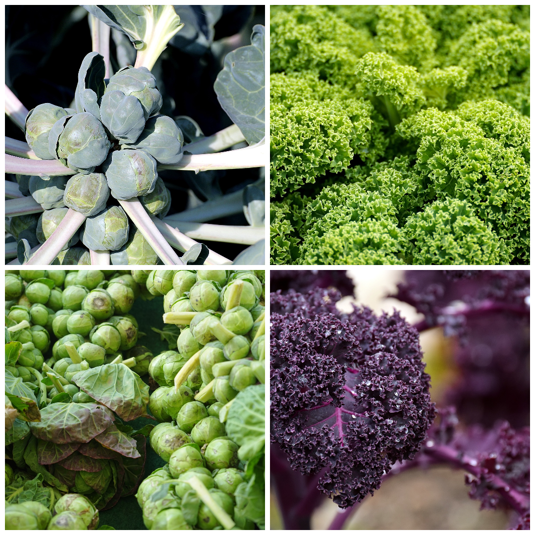 Kale and Brussels Sprout Seeds – Nutritious Greens for Winter Harvests