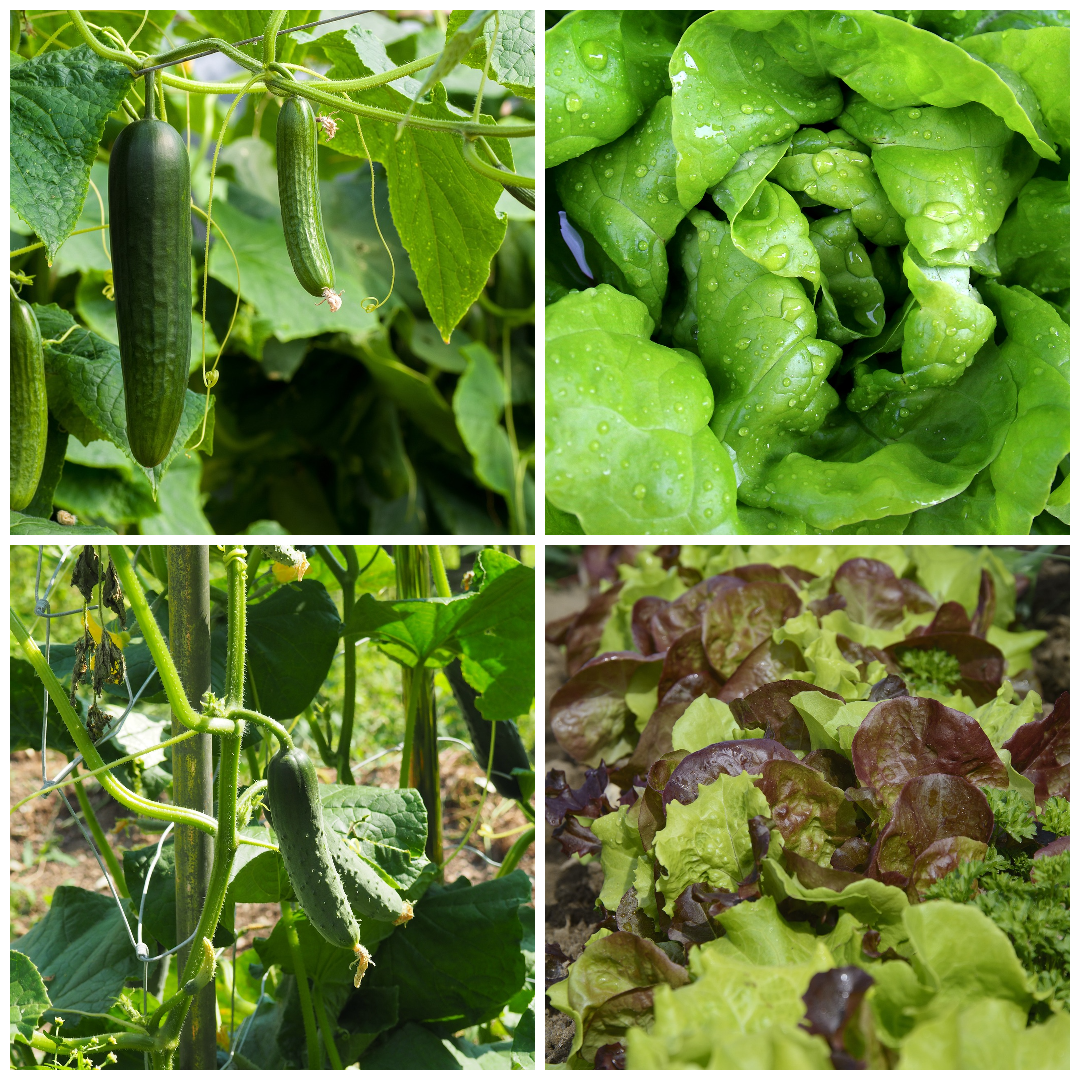 Lettuce and Cucumber Vegetable Seeds – Crisp Salads from Your Garden