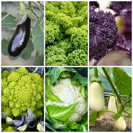 Aubergine, Cauliflower & Kale Vegetable Seeds - Hearty Garden Harvest