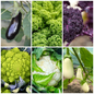 Aubergine, Cauliflower & Kale Vegetable Seeds - Hearty Garden Harvest
