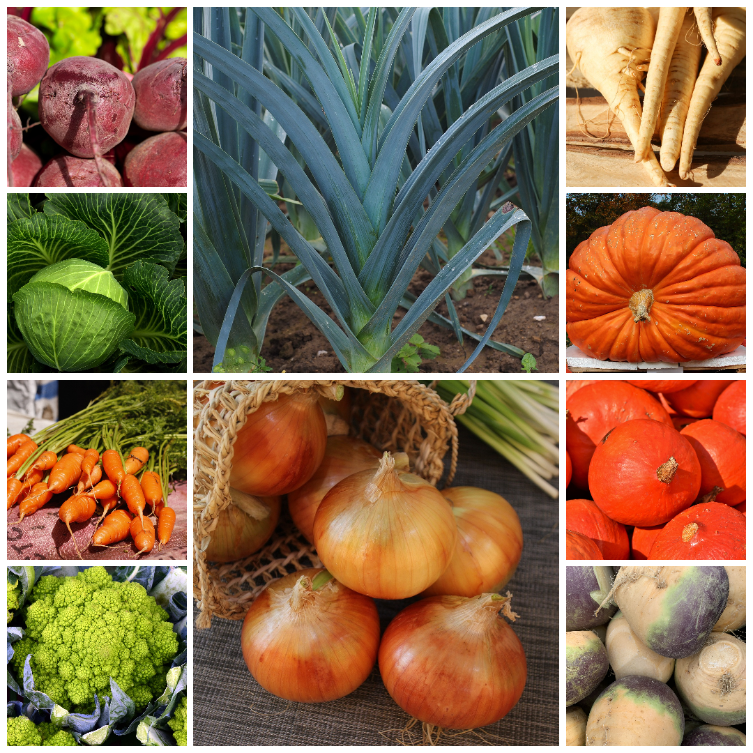 Autumn Harvest Vegetable Seed Collection – Curated Seasonal Selection for Gourmet Gardens