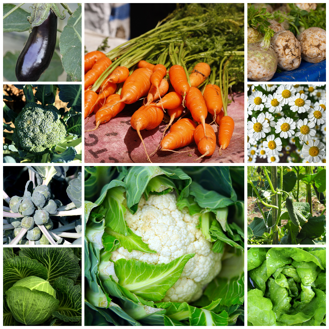 Everyday Vegetable Seeds Budget-Friendly Garden Set - Selection 1 - 10 Packs