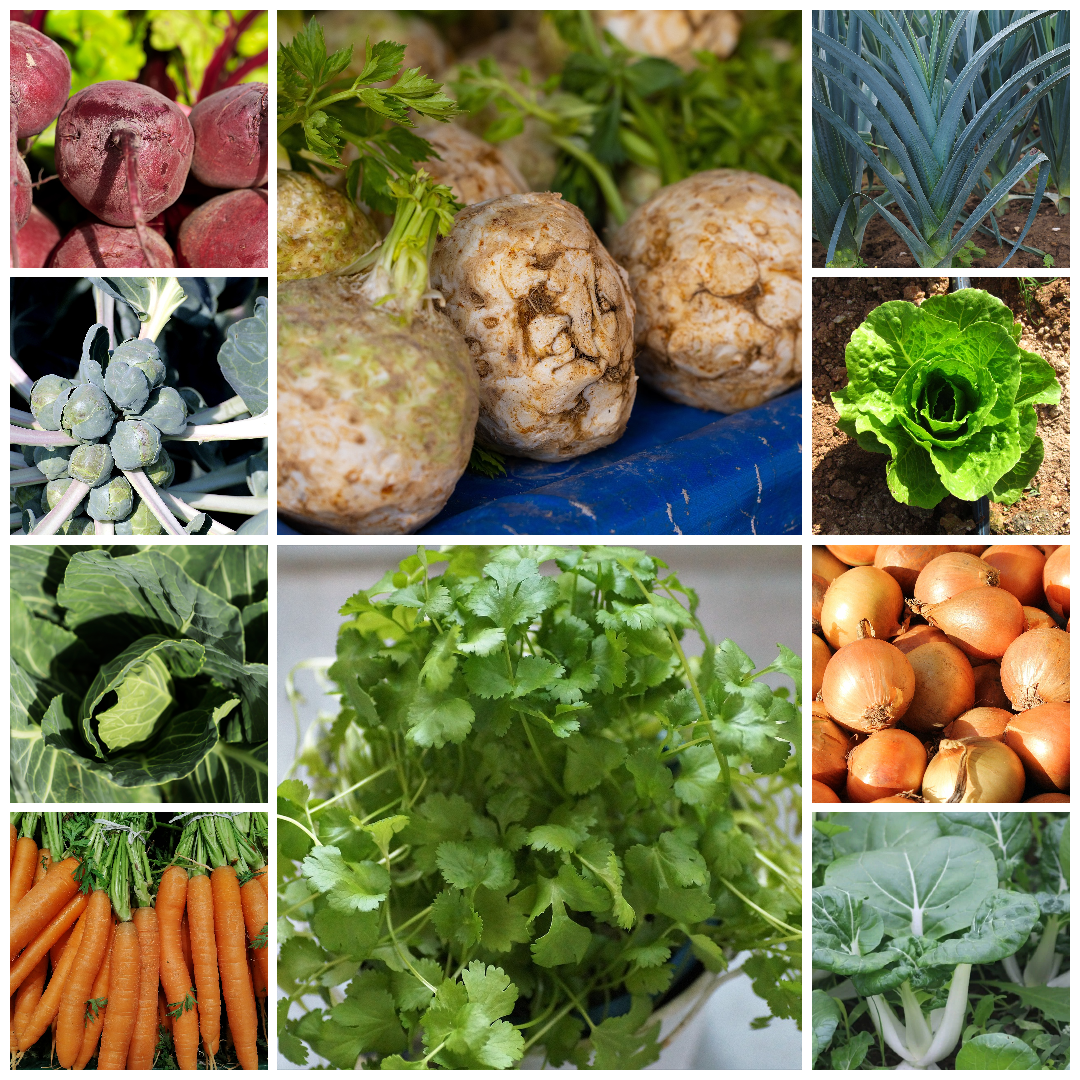 Everyday Vegetable Seeds Budget-Friendly Garden Set - Selection 10 - 10 Packs
