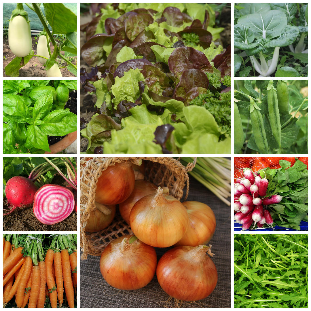 Everyday Vegetable Seeds Budget-Friendly Garden Set - Selection 2 - 10 Packs