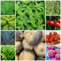 Everyday Vegetable Seeds Budget-Friendly Garden Set - Selection 3 - 10 Packs