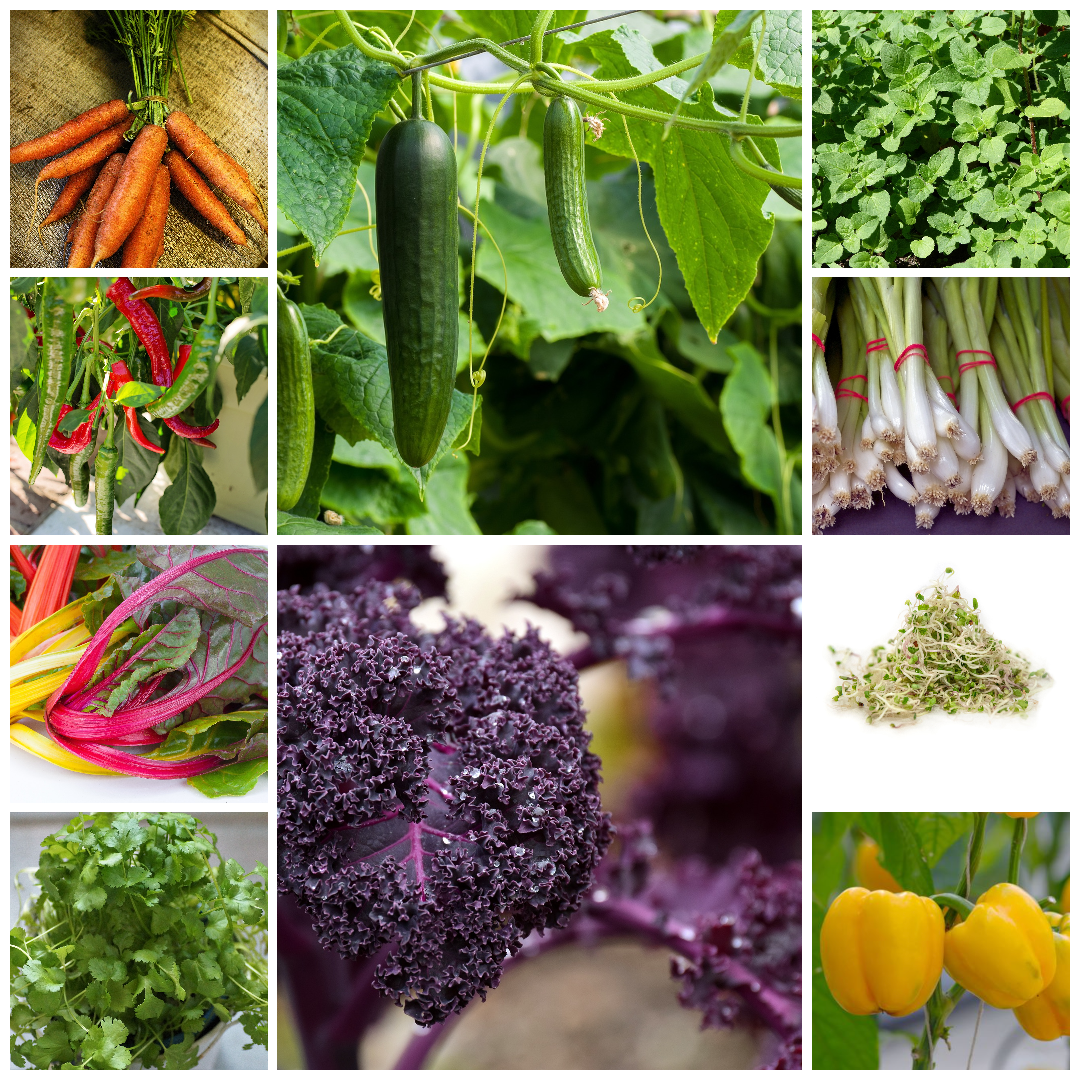 Everyday Vegetable Seeds Budget-Friendly Garden Set - Selection 6 - 10 Packs