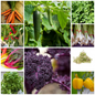 Everyday Vegetable Seeds Budget-Friendly Garden Set - Selection 6 - 10 Packs