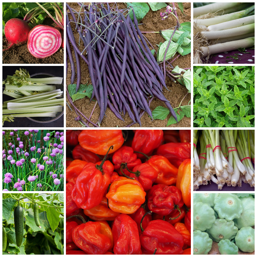 Everyday Vegetable Seeds Budget-Friendly Garden Set - Selection 7 - 10 Packs