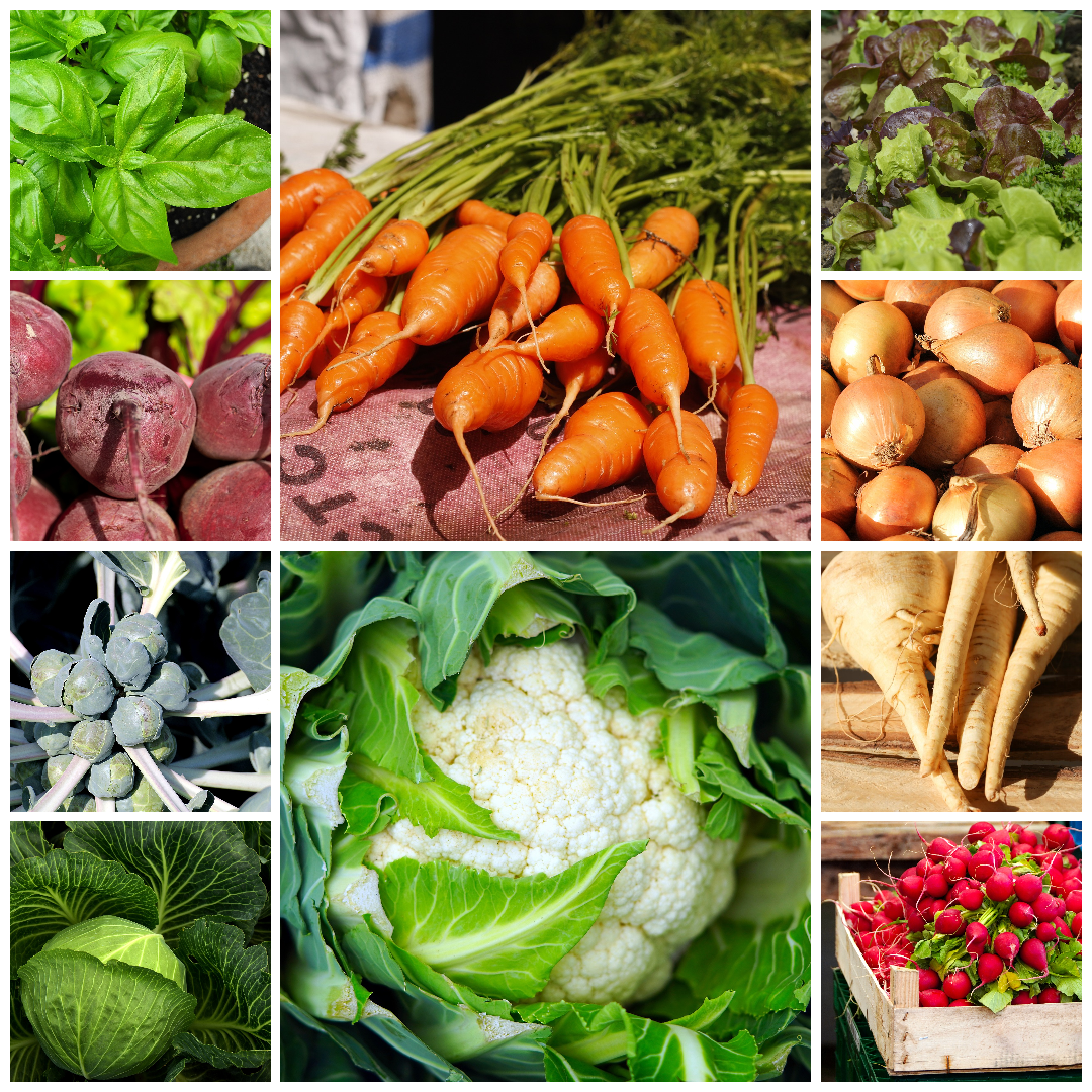 Everyday Vegetable Seeds Budget-Friendly Garden Set - Selection 9 - 10 Packs
