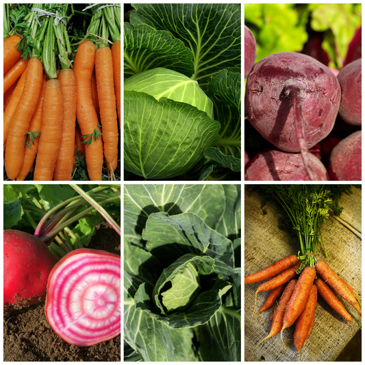 Beetroot, Cabbage & Carrots Vegetable Seeds - Vibrant, Nutritious Veg