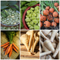 Broad Bean, Carrot & Parsnip Vegetable Seeds - Classic Garden Trio