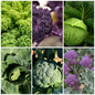Cabbage, Broccoli & Kale Vegetable Seeds - Leafy Green Garden Mix