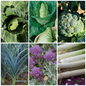 Cabbage, Broccoli & Leek Vegetable Seeds - Hardy Winter Veg Collection