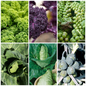 Cabbage, Sprout & Kale Vegetable Seeds-Perfect for Cold-Weather Growing