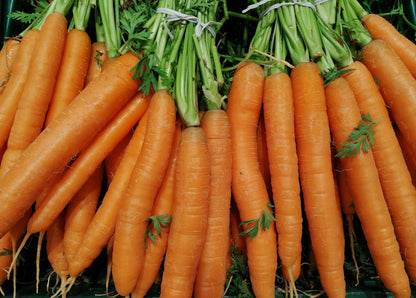 Easy Vegetables for Beginners Budget Starter Set – Perfect for New Gardeners - 10 Packs