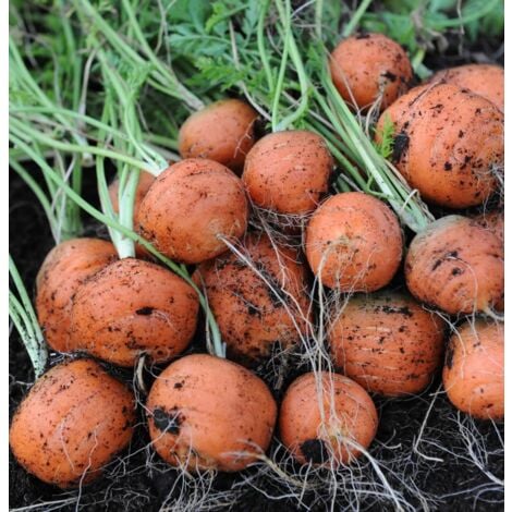 Compact Vegetables for Containers Budget Set – Perfect for Small Spaces - 10 Packs