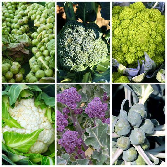 Cauliflower, Sprout & Broccoli Vegetable Seeds -Ideal for Winter Growing