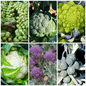 Cauliflower, Sprout & Broccoli Vegetable Seeds -Ideal for Winter Growing