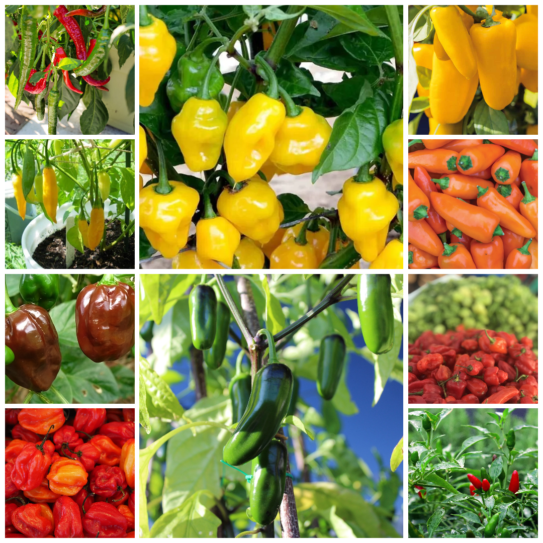 Chilli and Sweet Peppers Seed Collection – Add Heat and Sweetness to Your Garden!