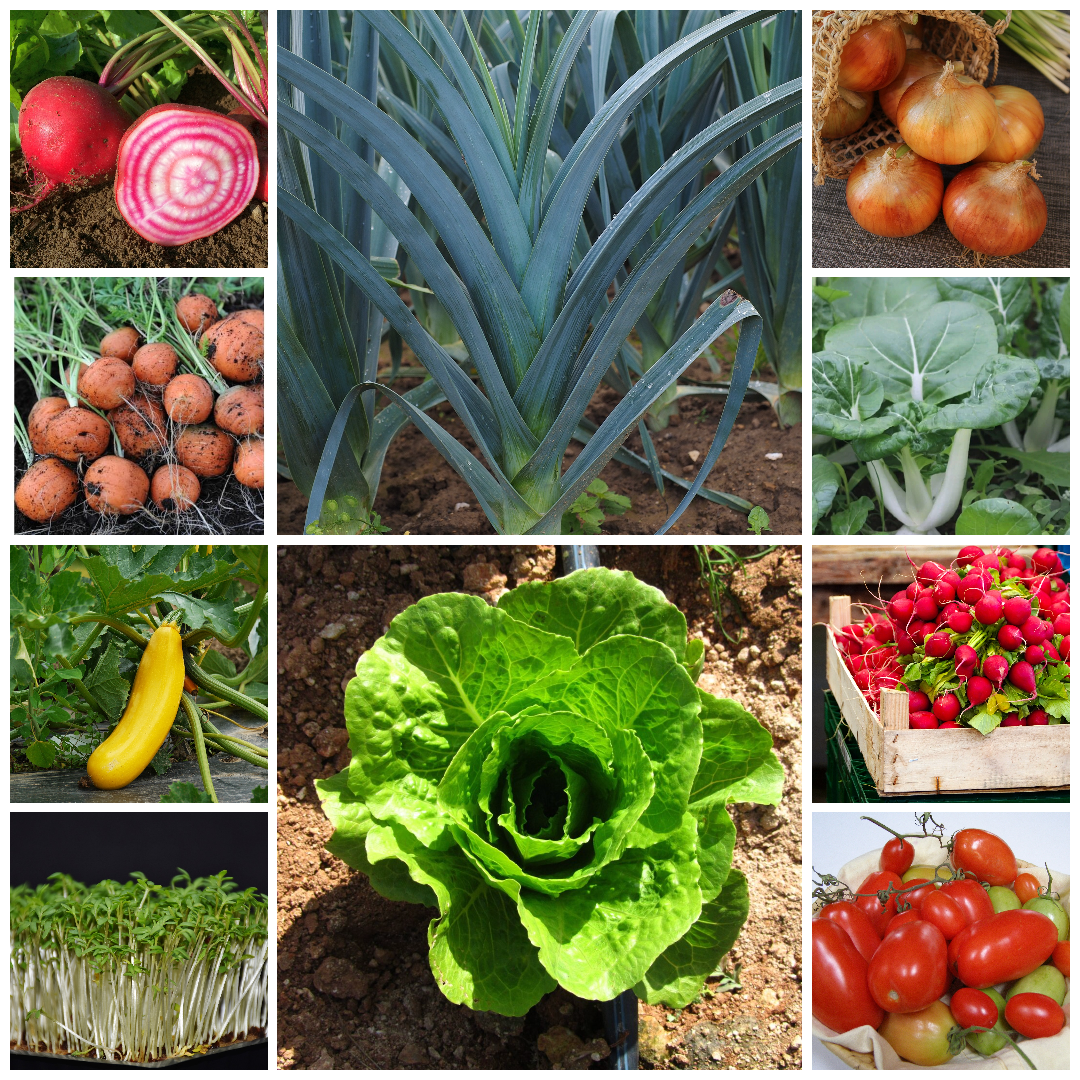 Compact Vegetables for Containers Budget Set – Perfect for Small Spaces - 10 Packs