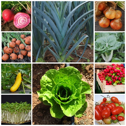 Compact Vegetables for Containers Budget Set – Perfect for Small Spaces - 10 Packs
