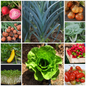 Compact Vegetables for Containers Budget Set – Perfect for Small Spaces - 10 Packs
