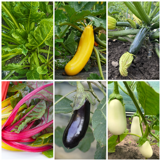 Courgette, Aubergine & Chard Vegetable Seeds - Colourful Summer Veg Mix