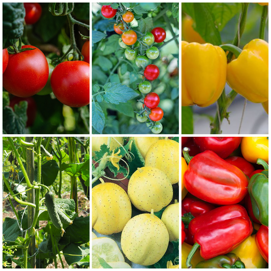 Cucumber, Pepper & Tomato Vegetable Seeds - Perfect for Fresh Salads