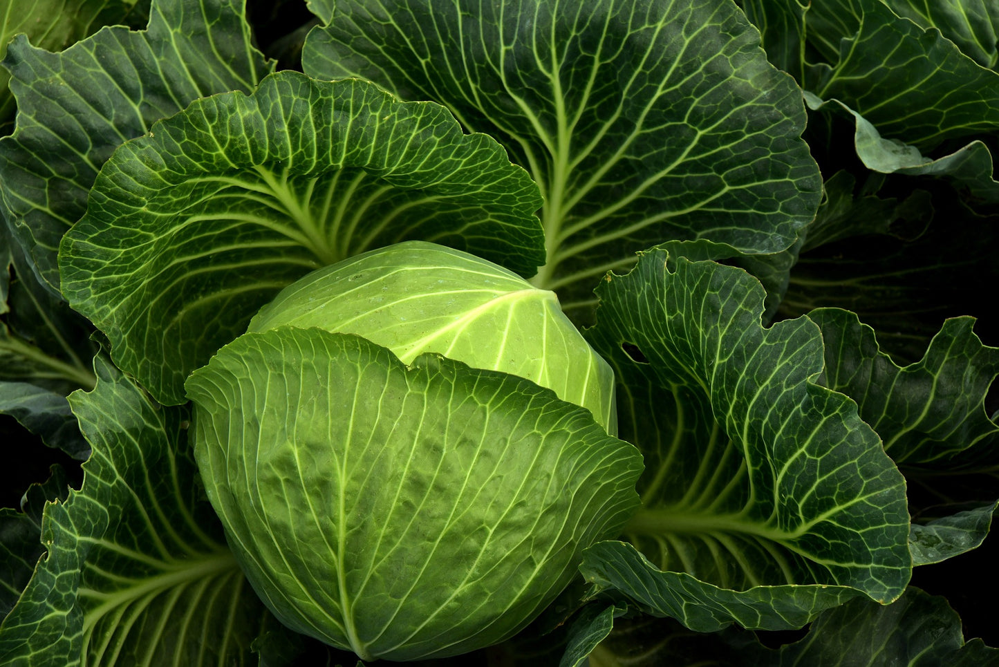Everyday Vegetable Seeds Budget-Friendly Garden Set - Selection 4 - 10 Packs